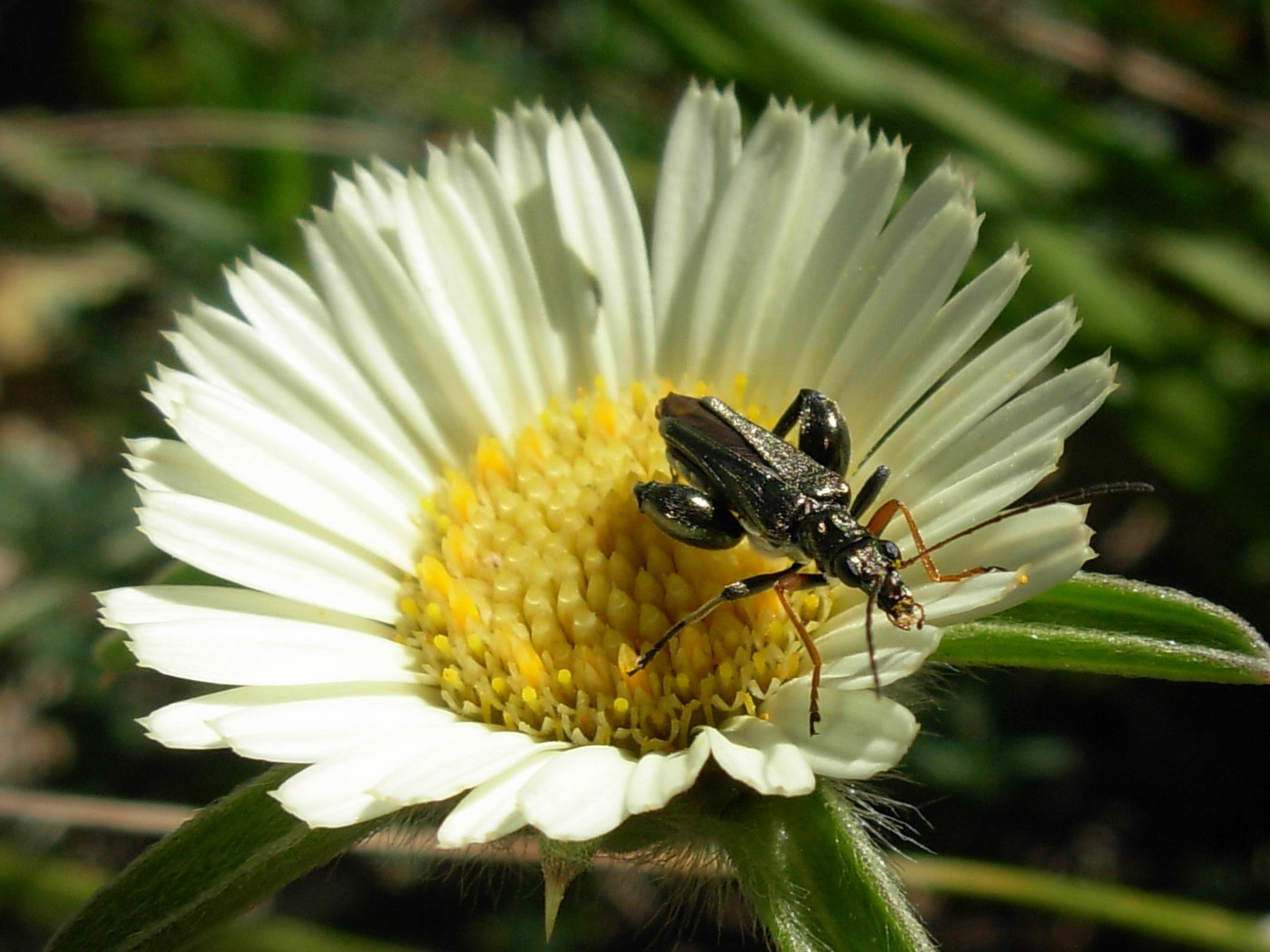 Oedemera nobilis